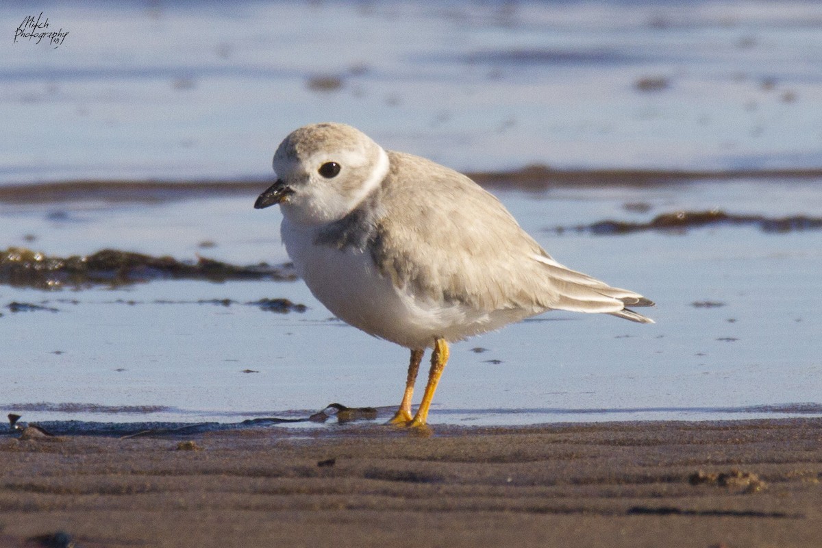 Piping Plover - Mitch (Michel) Doucet