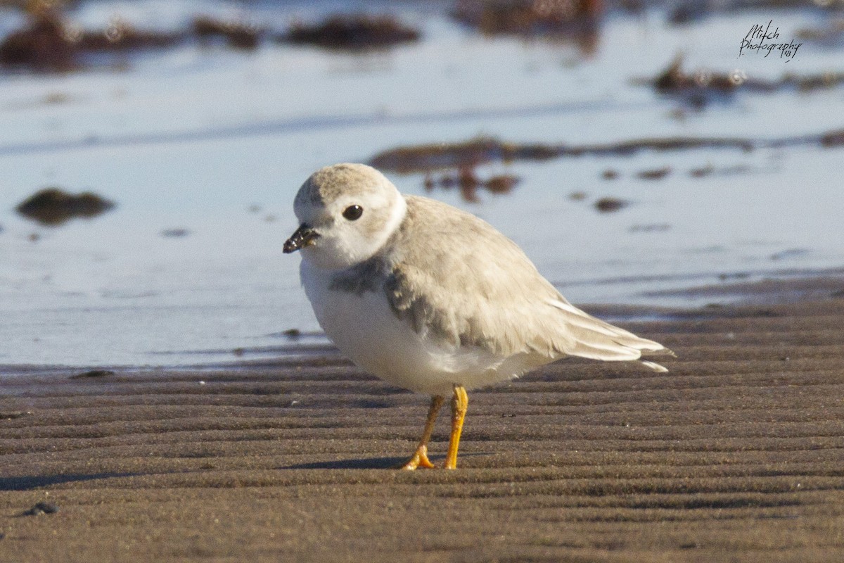 Piping Plover - Mitch (Michel) Doucet