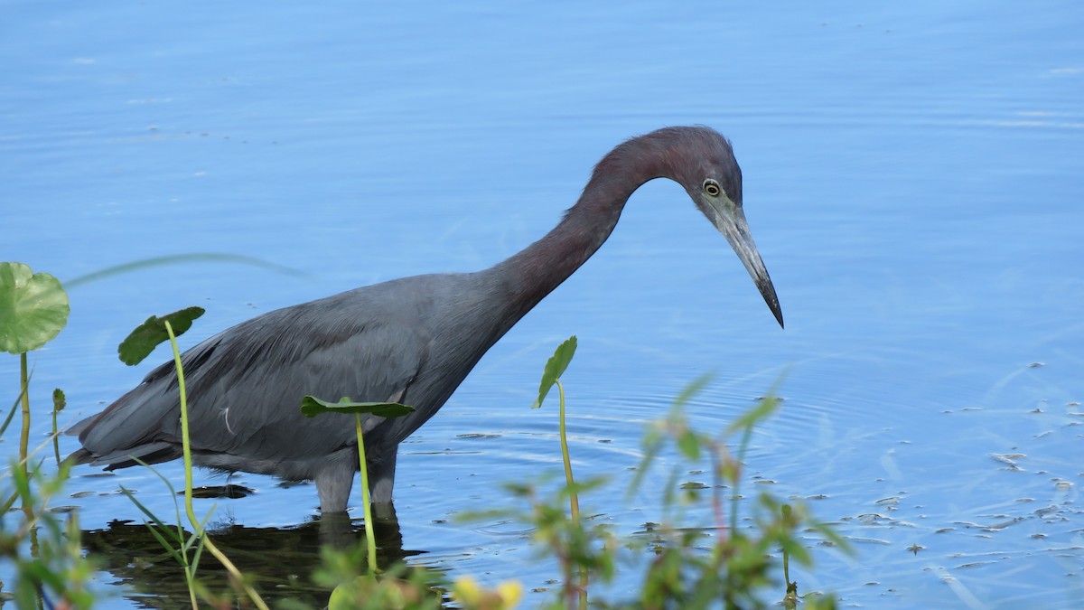 Little Blue Heron - ML116096571