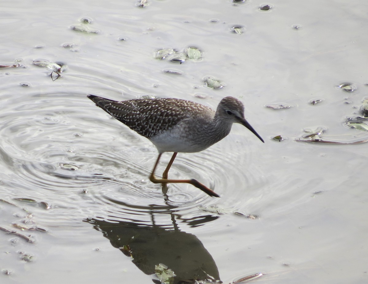 gulbeinsnipe - ML116096871