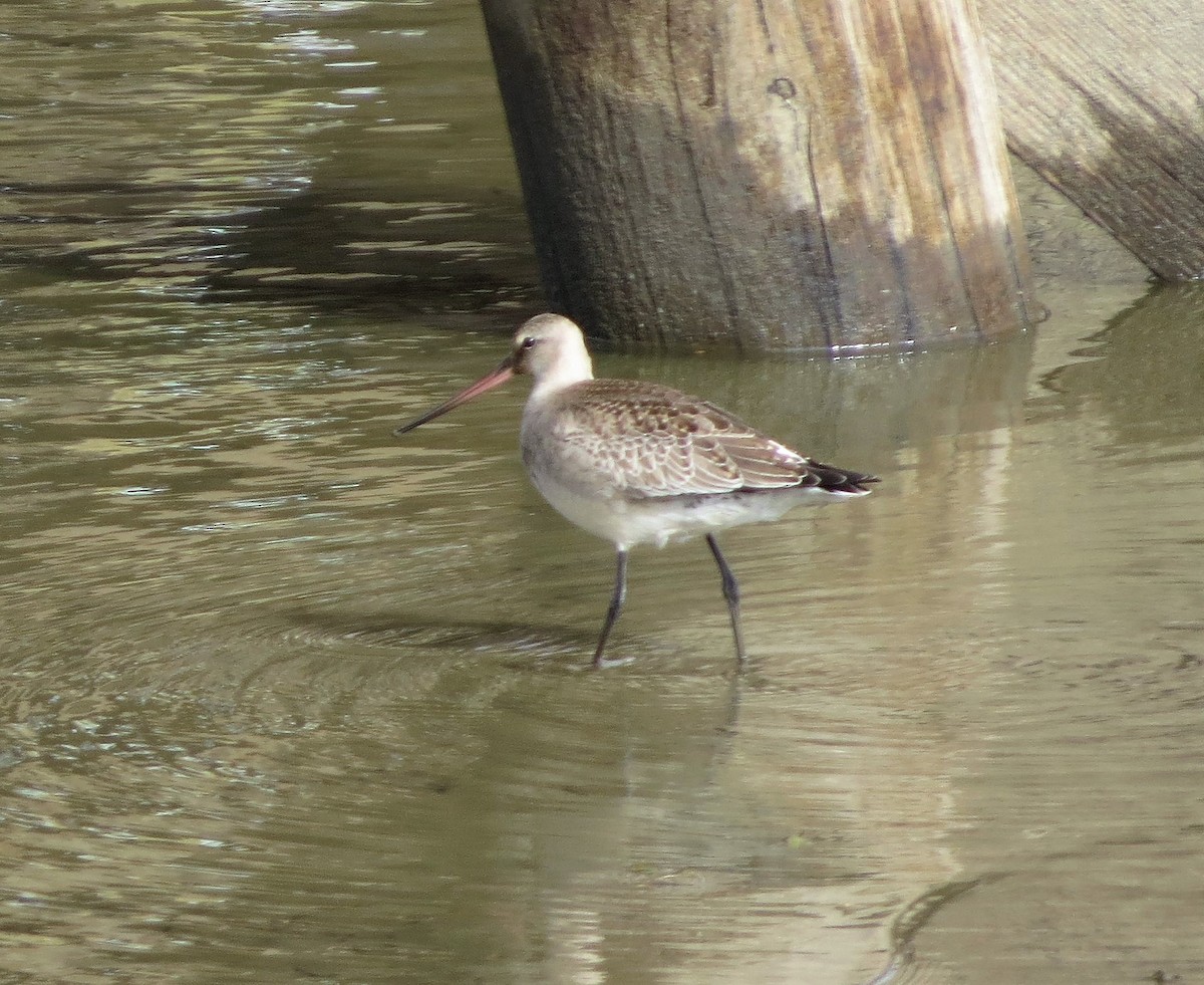 Hudsonian Godwit - Ted Hindmarch