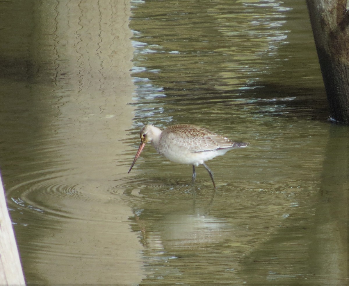 Hudsonian Godwit - Ted Hindmarch