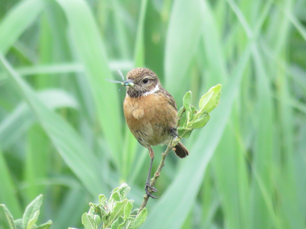 European Stonechat - ML116097661