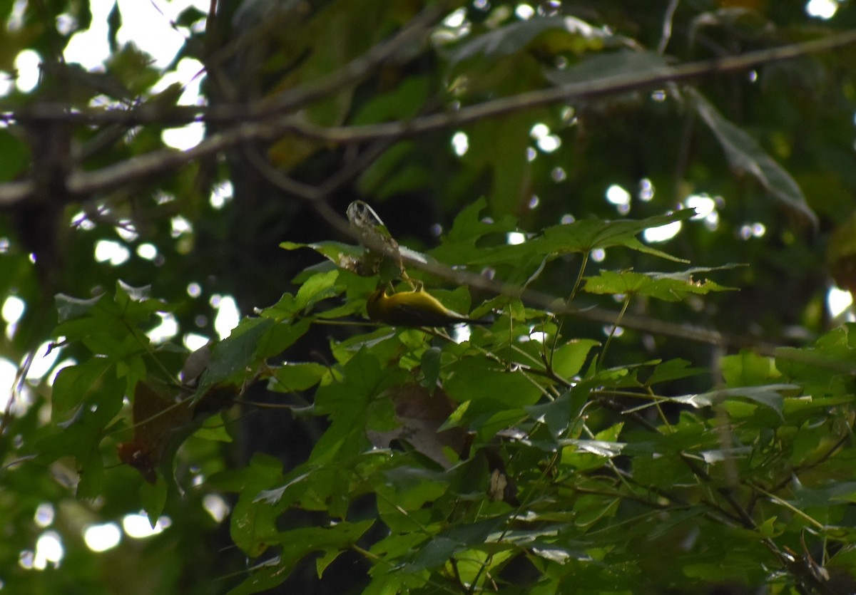 Blue-winged Warbler - ML116102661