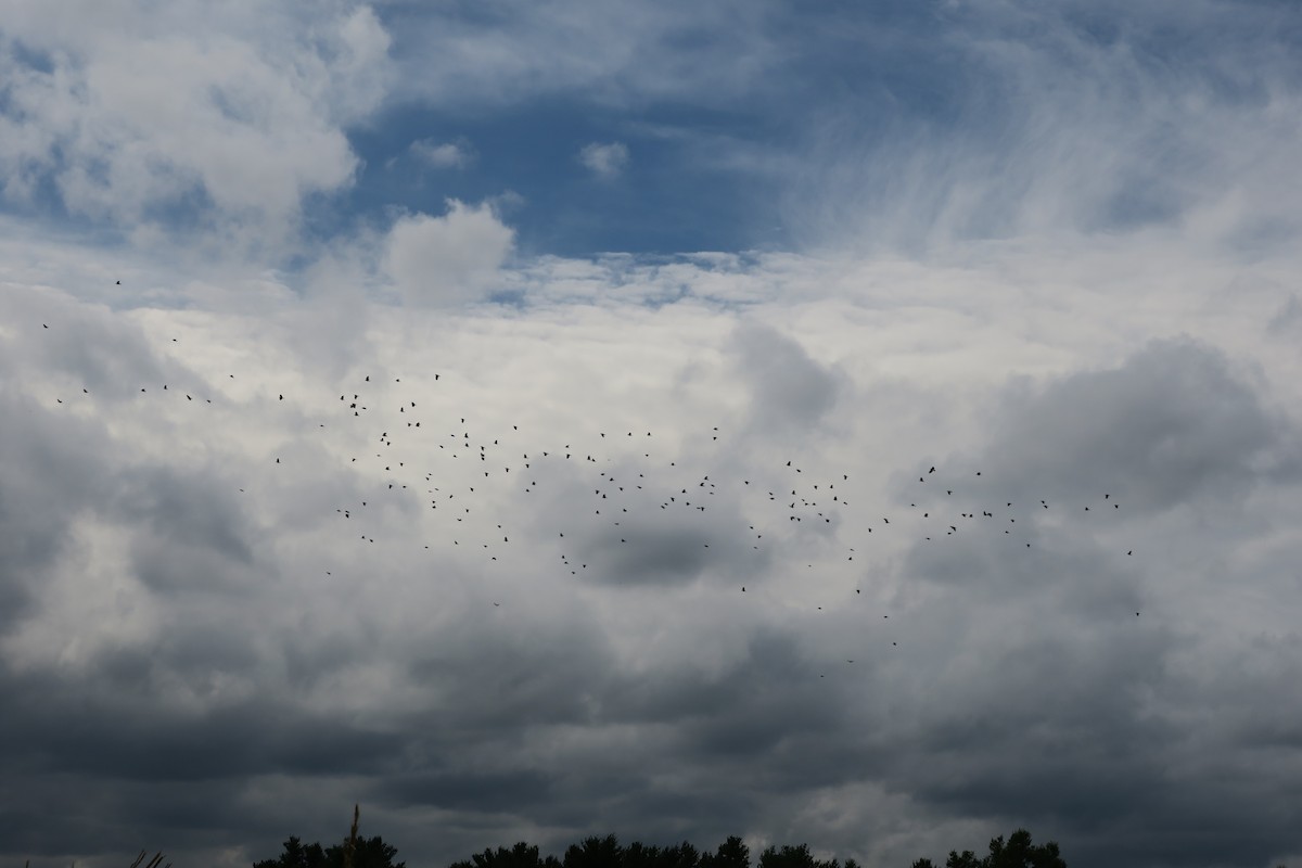 American Crow - ML116110491