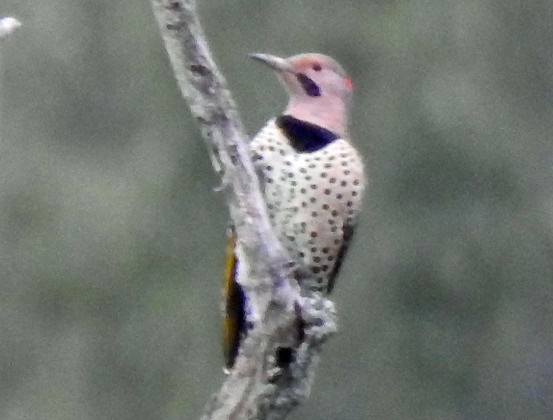 Northern Flicker - ML116110941