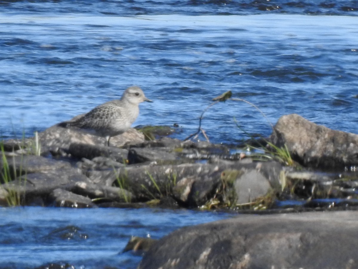 Black-bellied Plover - ML116111031