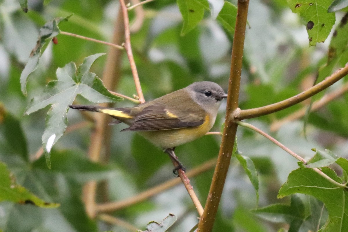 American Redstart - ML116112441
