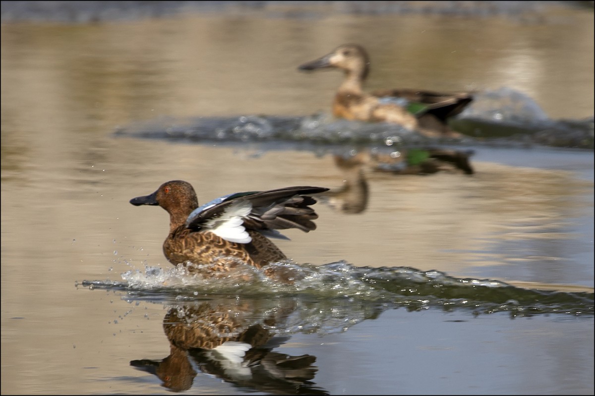 Cinnamon Teal - ML116113161