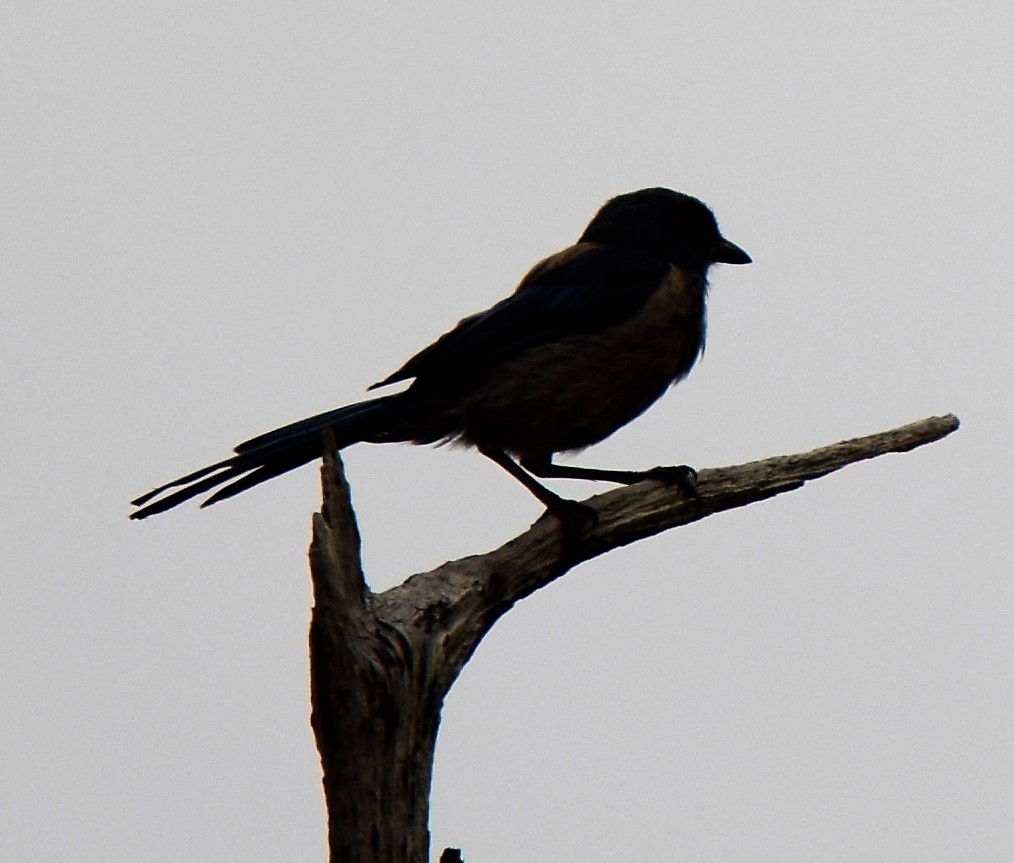 Florida Scrub-Jay - ML116113681