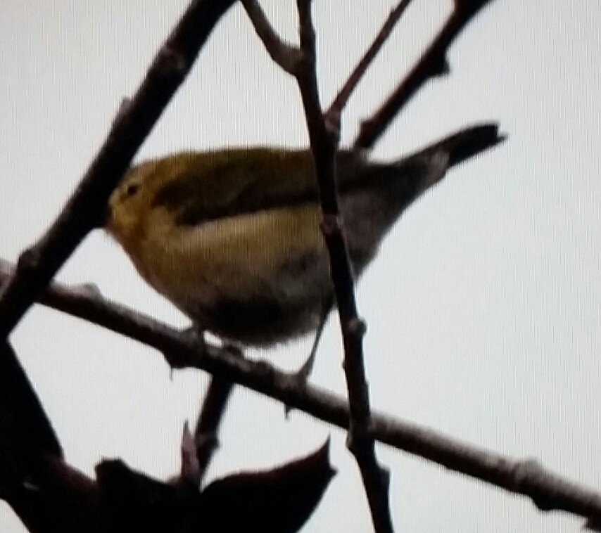 møllparula - ML116115091