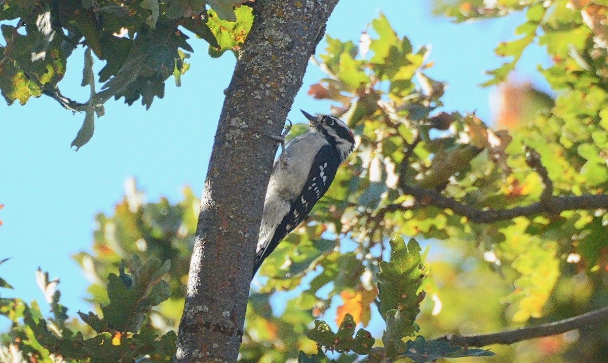 Downy Woodpecker - ML116115171