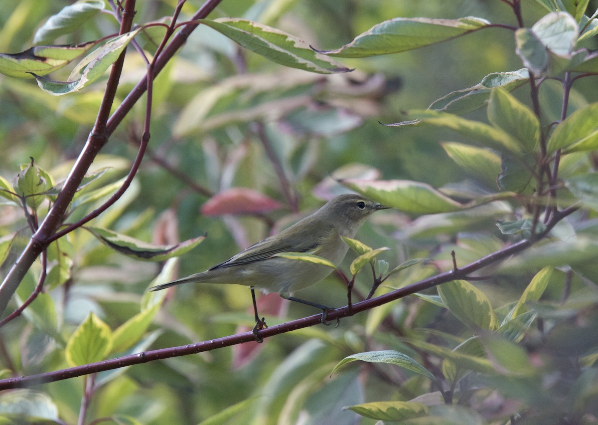 Common Chiffchaff - ML116116231