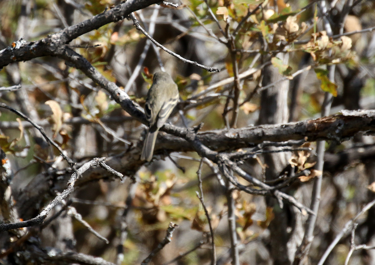 Gray/Dusky Flycatcher - ML116116731