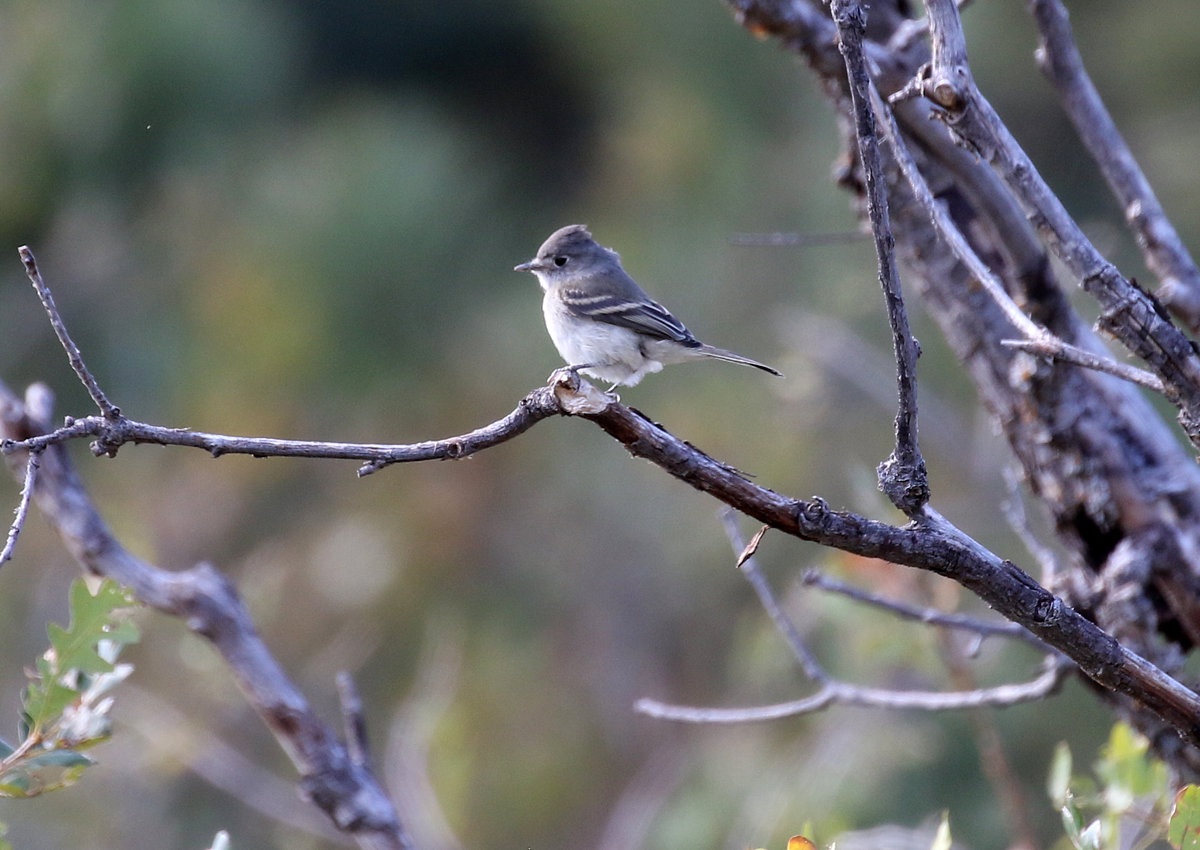 Gray/Dusky Flycatcher - ML116116741