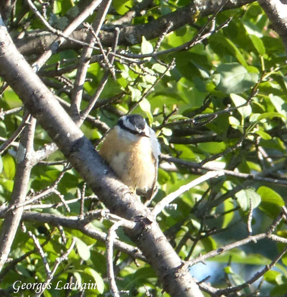 Red-breasted Nuthatch - ML116121981