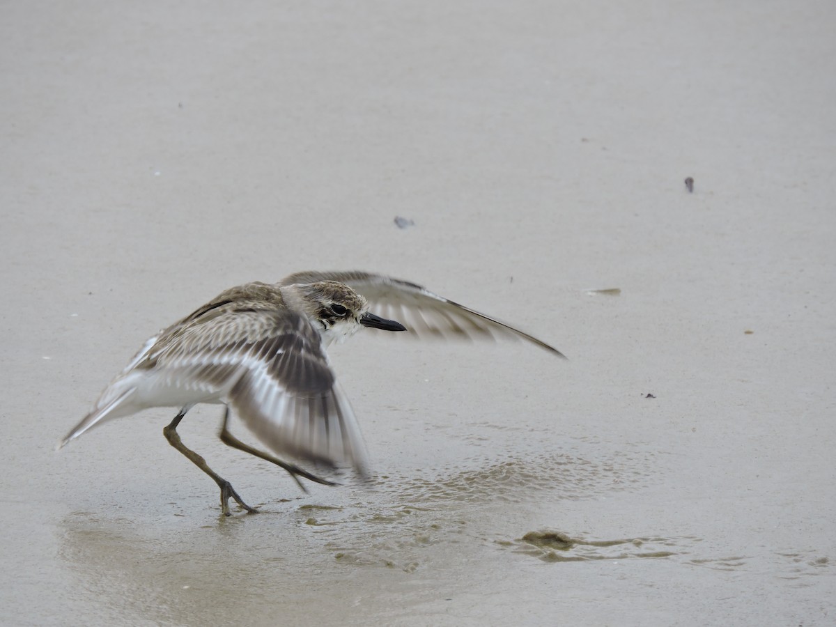 Greater Sand-Plover - ML116124211