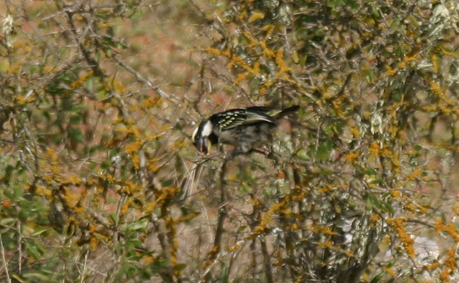 Pied Barbet - ML116127271