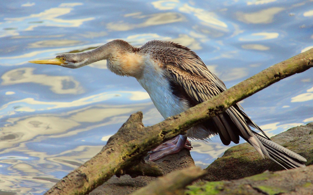 Australasian Darter - ML116133191