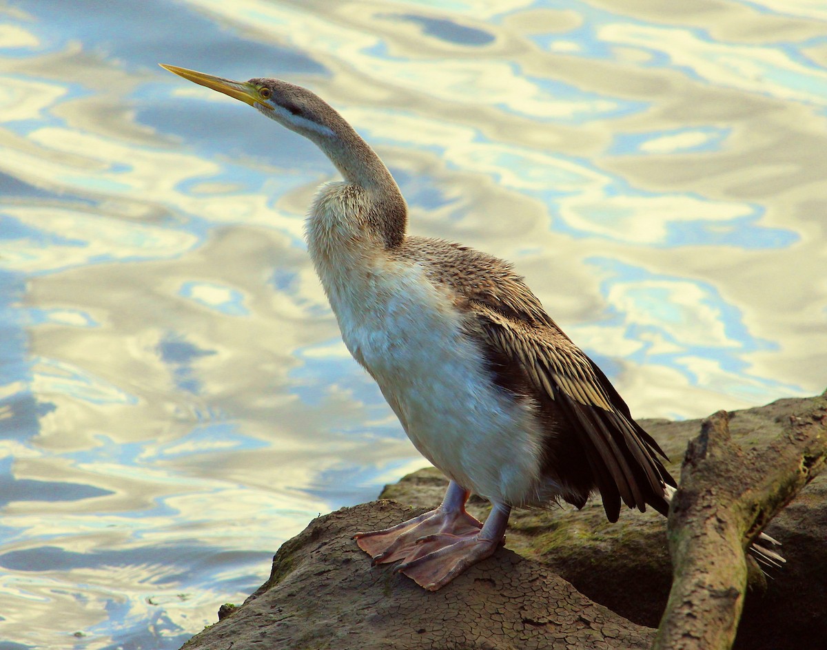 Australasian Darter - ML116133491