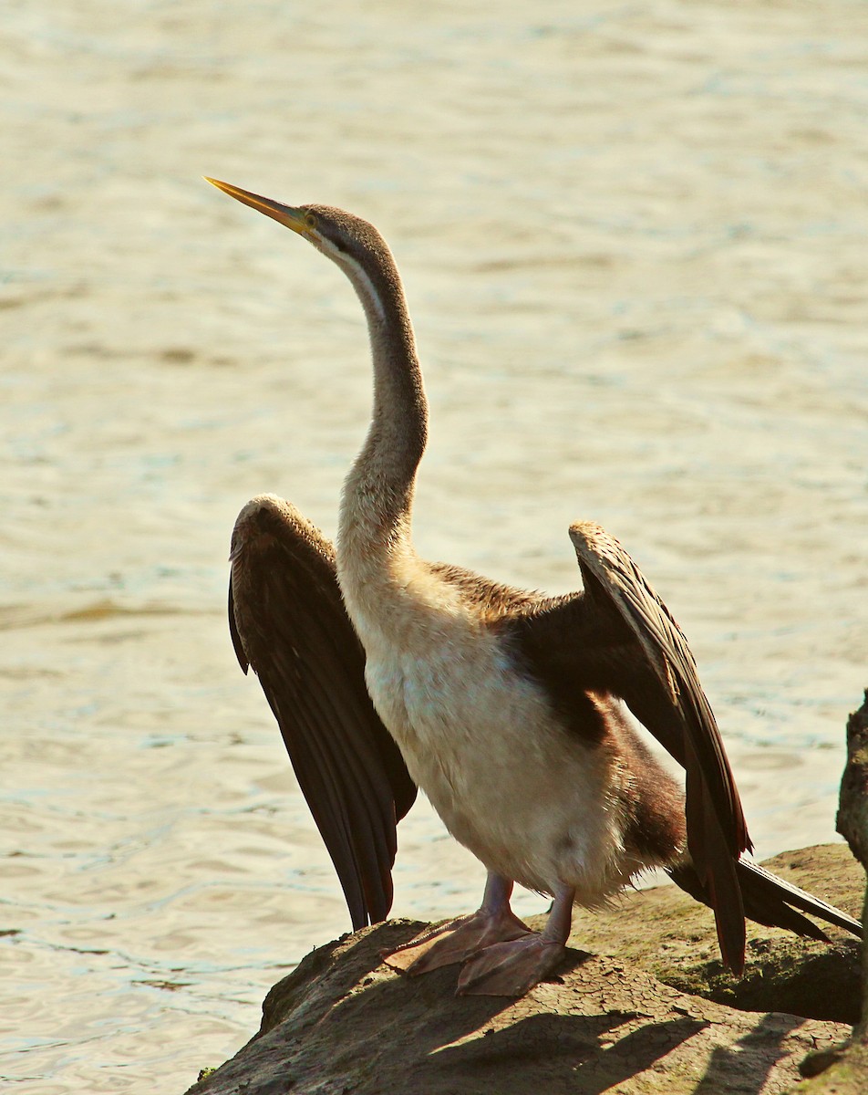 Australasian Darter - ML116133821