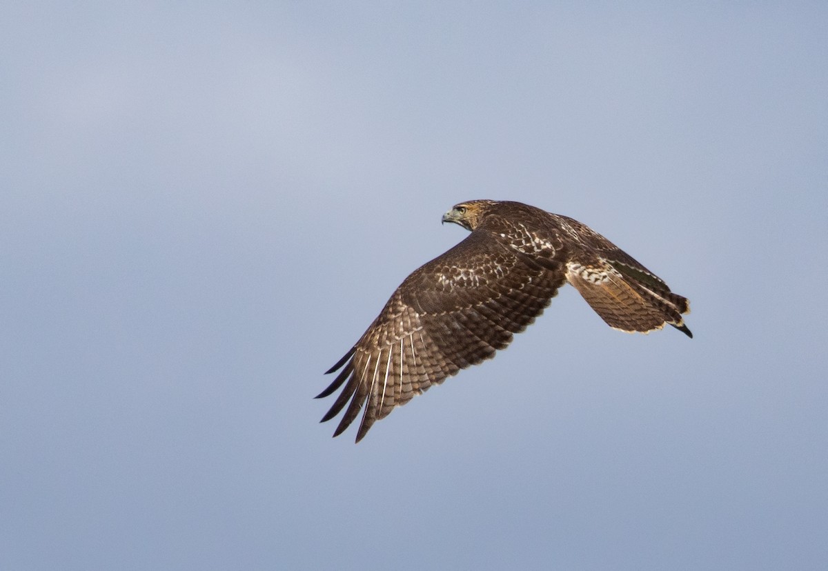Red-tailed Hawk - ML116134601