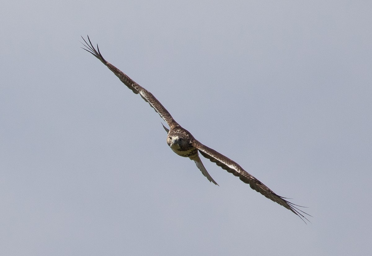 Red-tailed Hawk - ML116134621