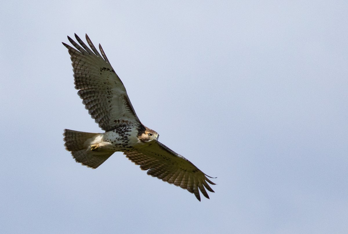 Red-tailed Hawk - ML116134631