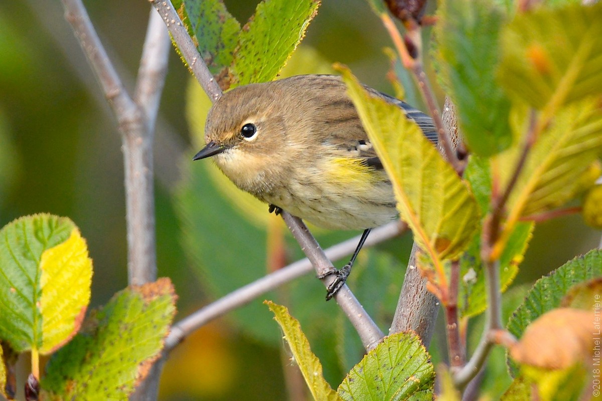 Yellow-rumped Warbler - ML116134931