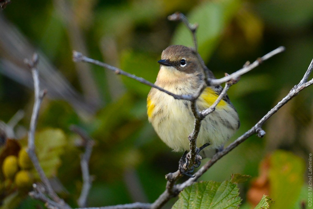 Yellow-rumped Warbler - ML116135111