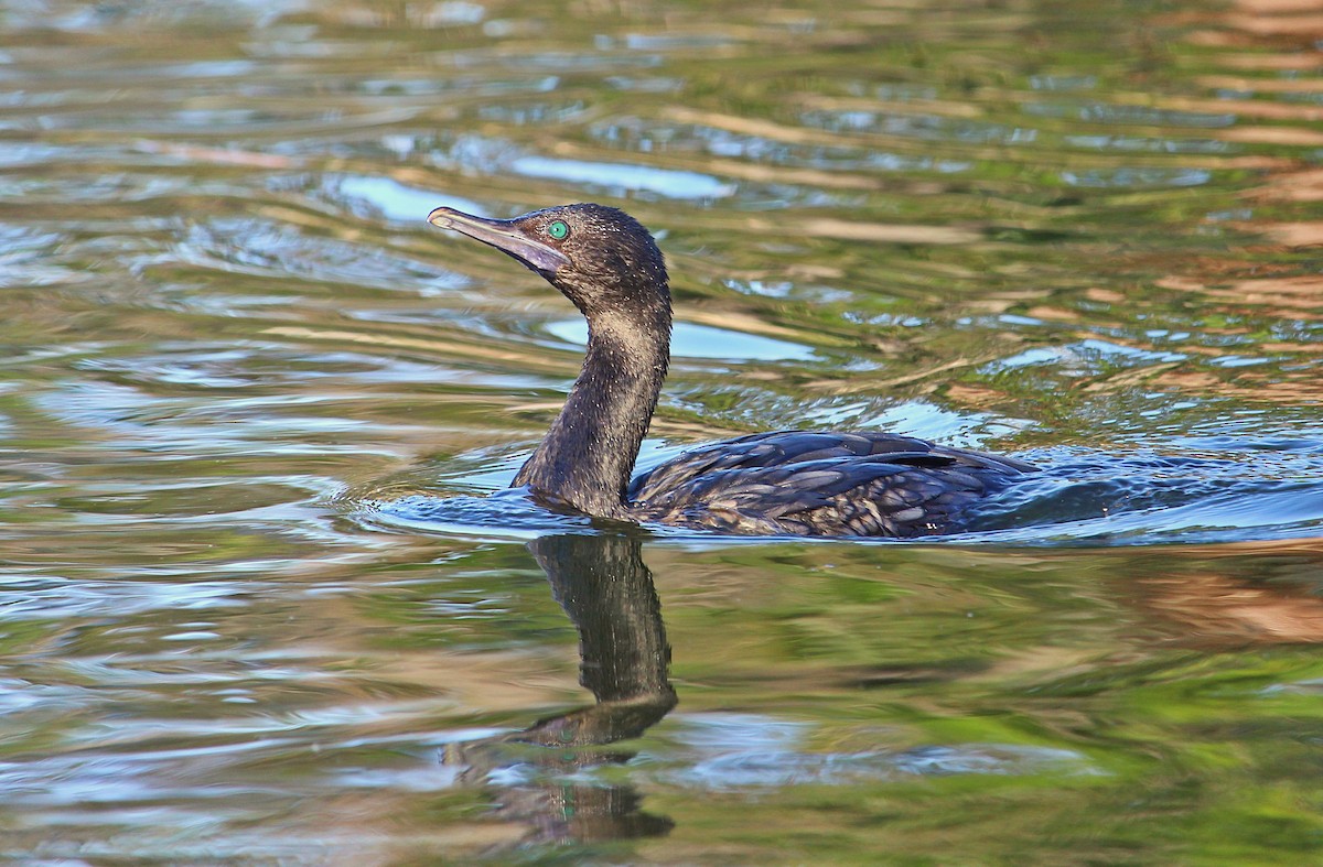 Little Black Cormorant - ML116135381