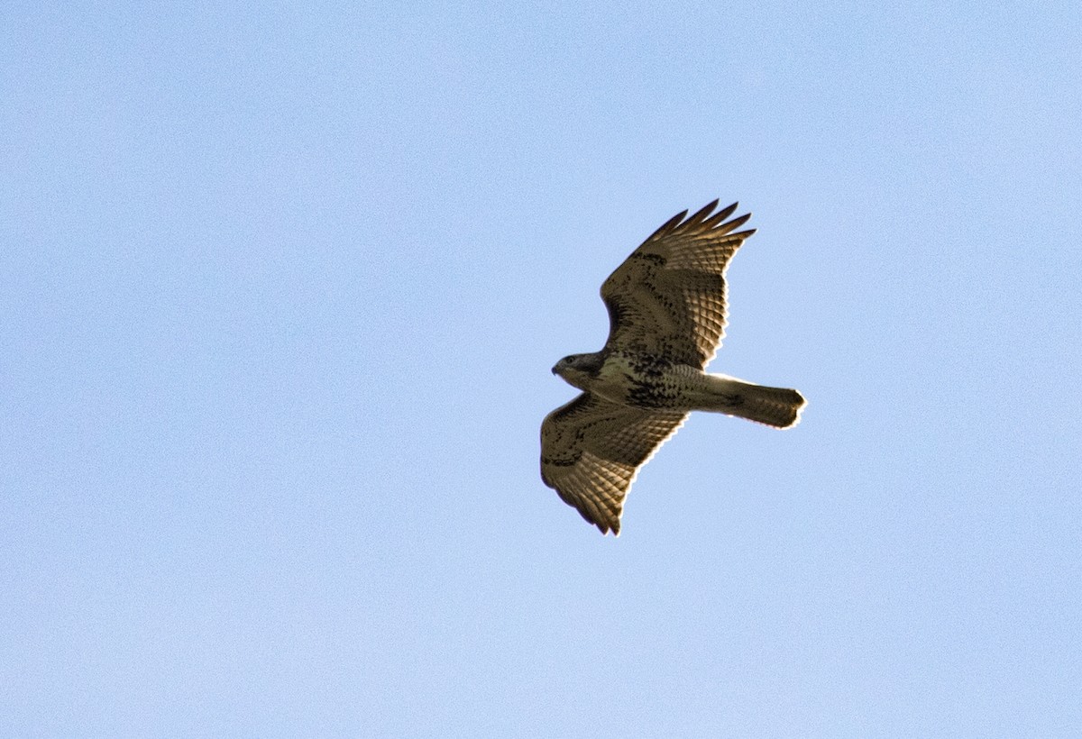 Red-tailed Hawk - ML116135571