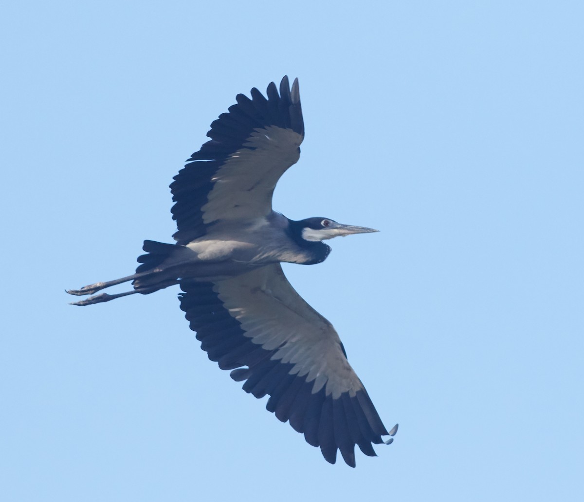 Black-headed Heron - Magnus Grylle