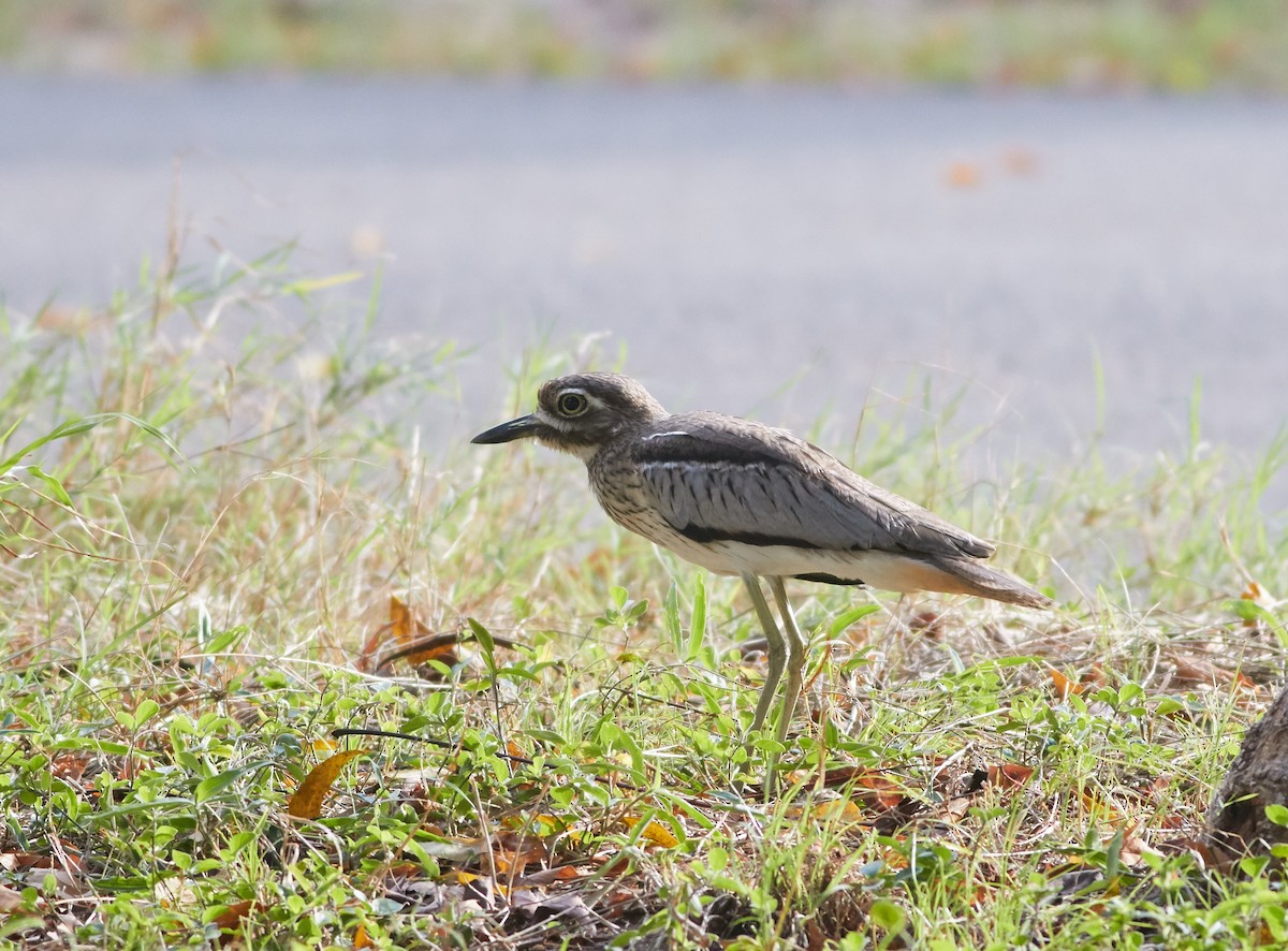 Water Thick-knee - Magnus Grylle