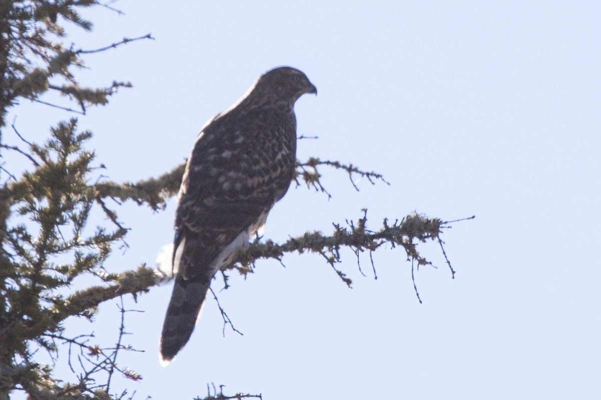 American Goshawk - ML116140571