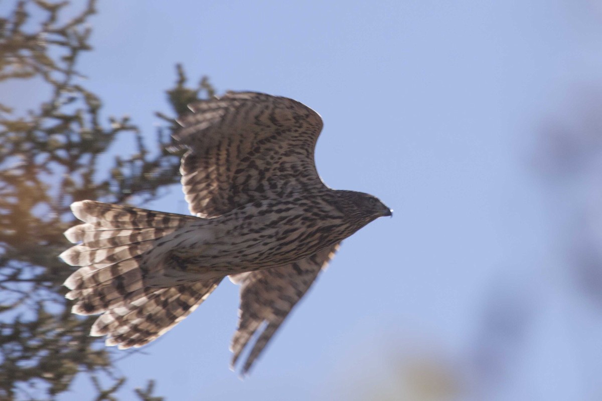 American Goshawk - ML116140581