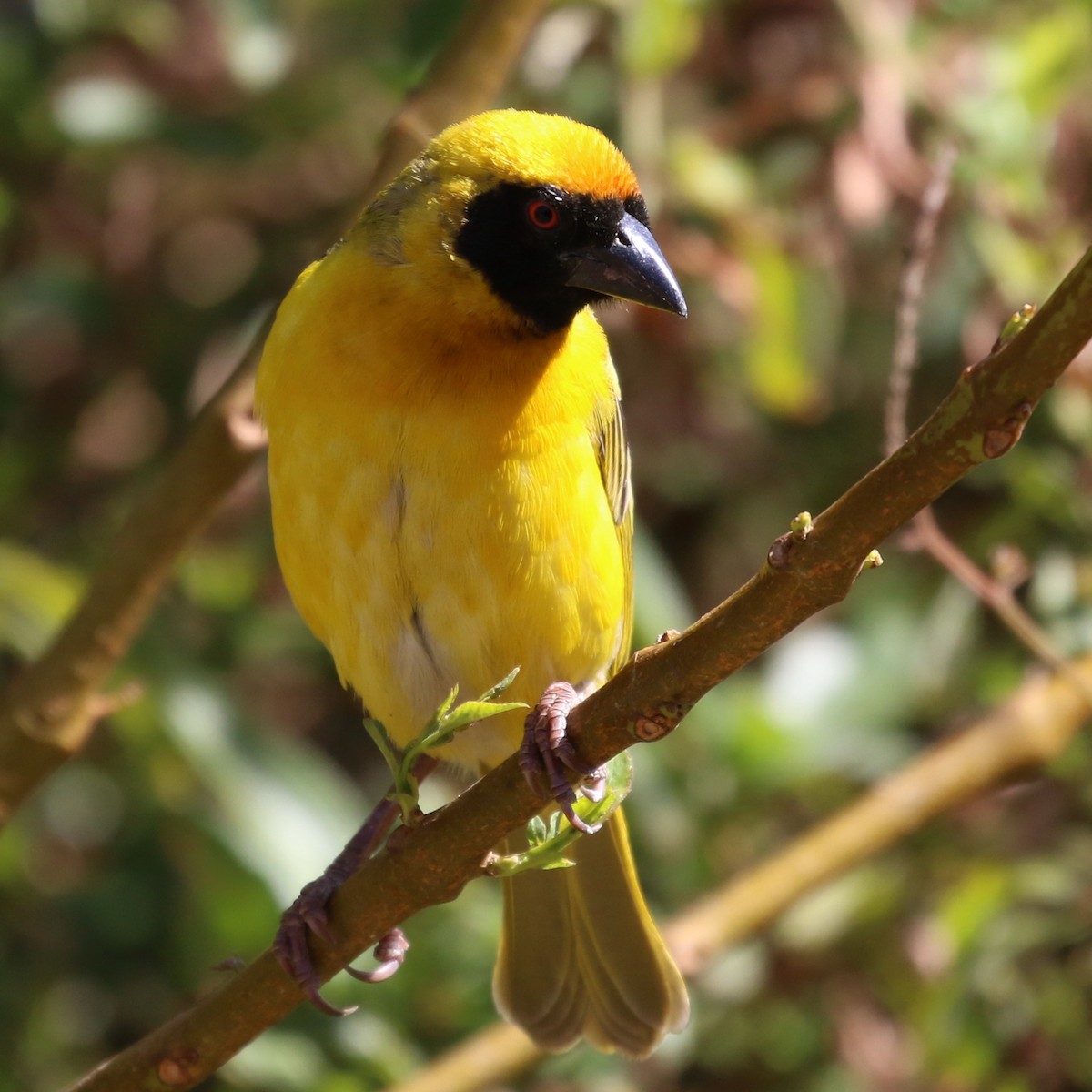 Village Weaver - ML116145091