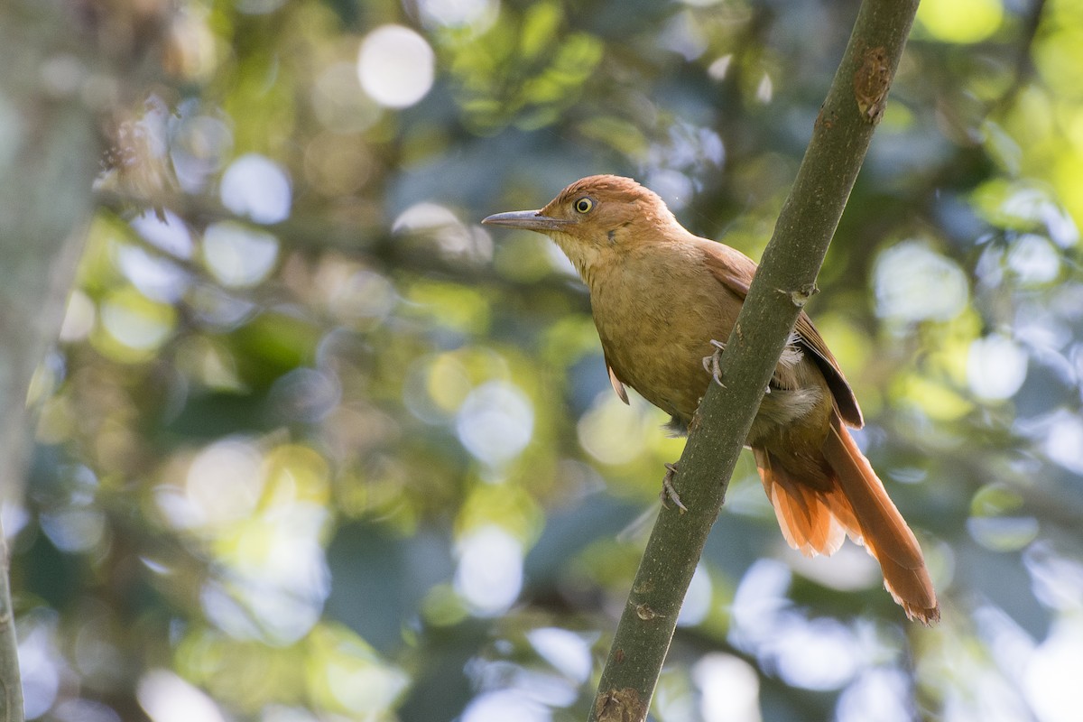 Chestnut-capped Foliage-gleaner - João Salvador