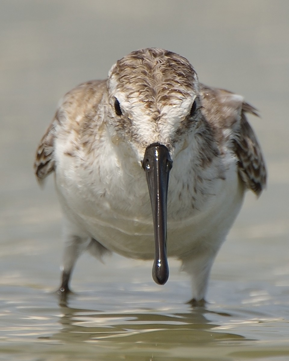 Bergstrandläufer - ML116150401