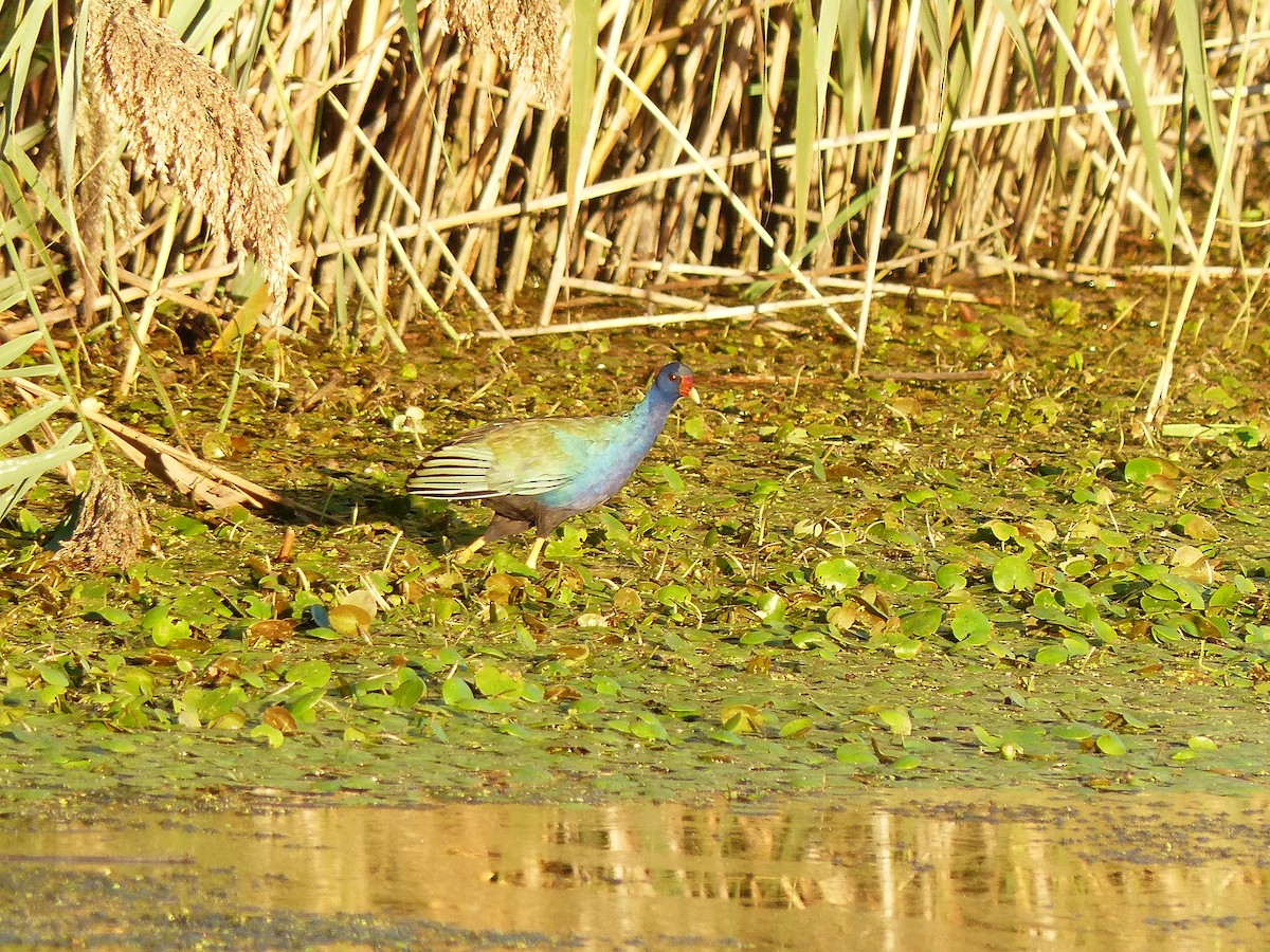 Purple Gallinule - ML116153241