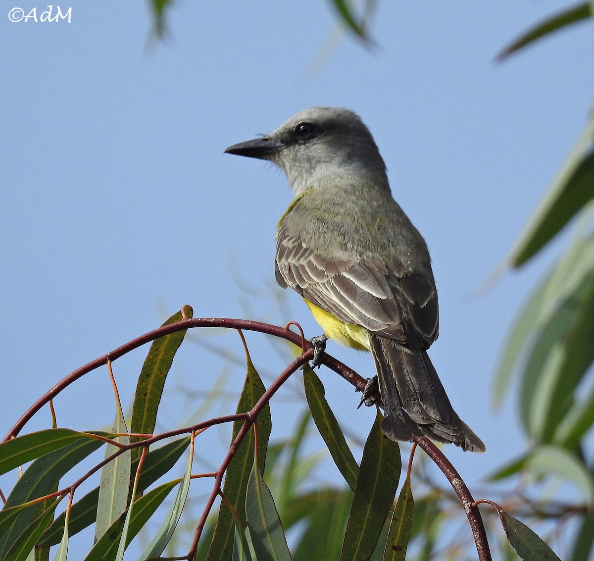 Tropical Kingbird - ML116156351