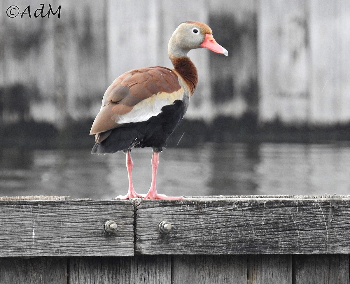 Black-bellied Whistling-Duck - Anita de Moulin