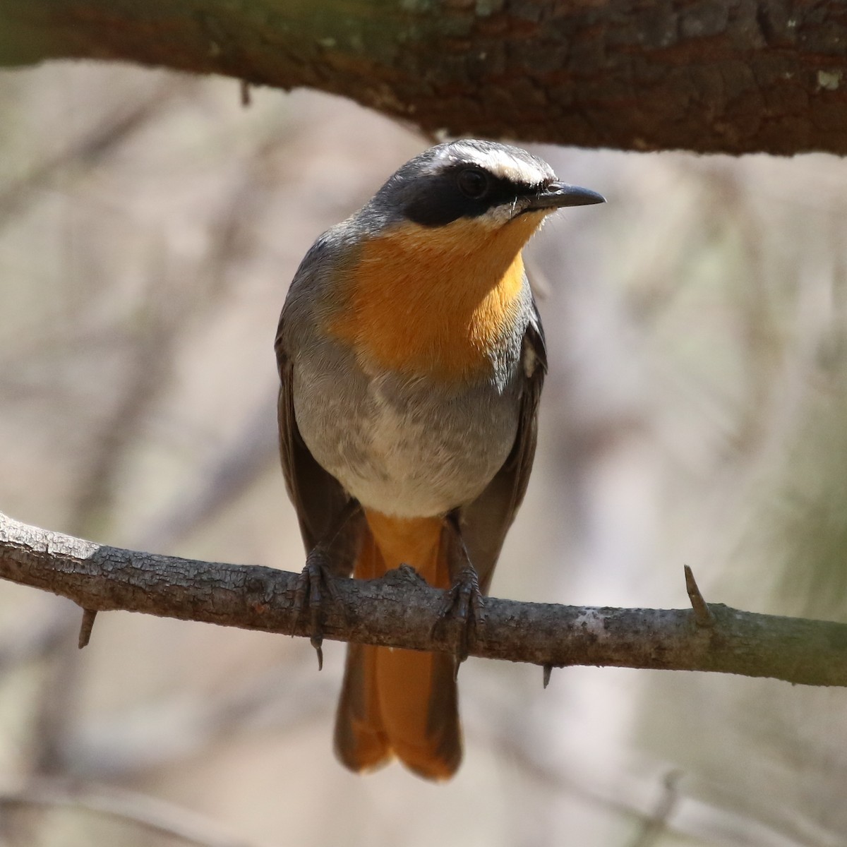 Cape Robin-Chat - Hendrik Swanepoel