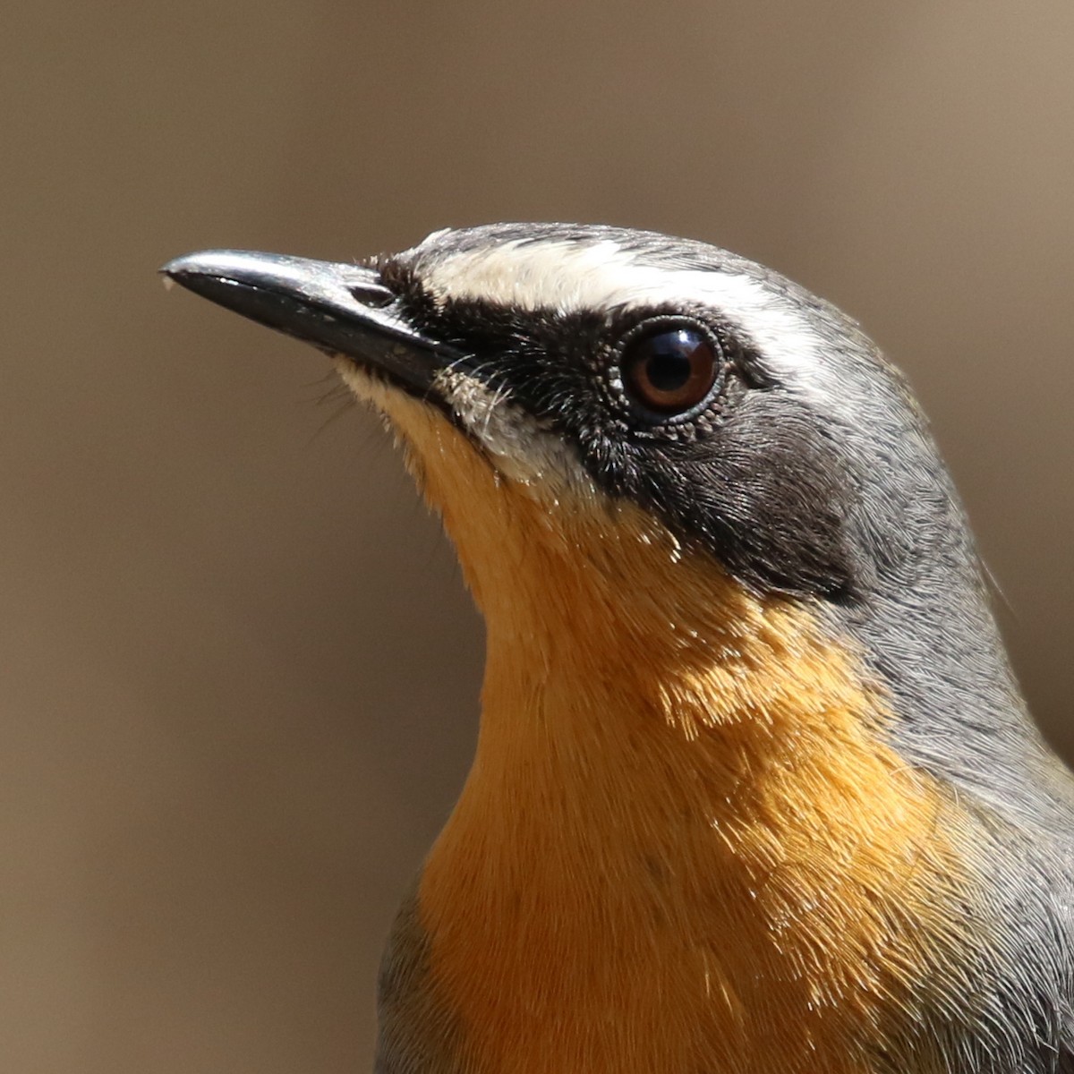 Cape Robin-Chat - Hendrik Swanepoel