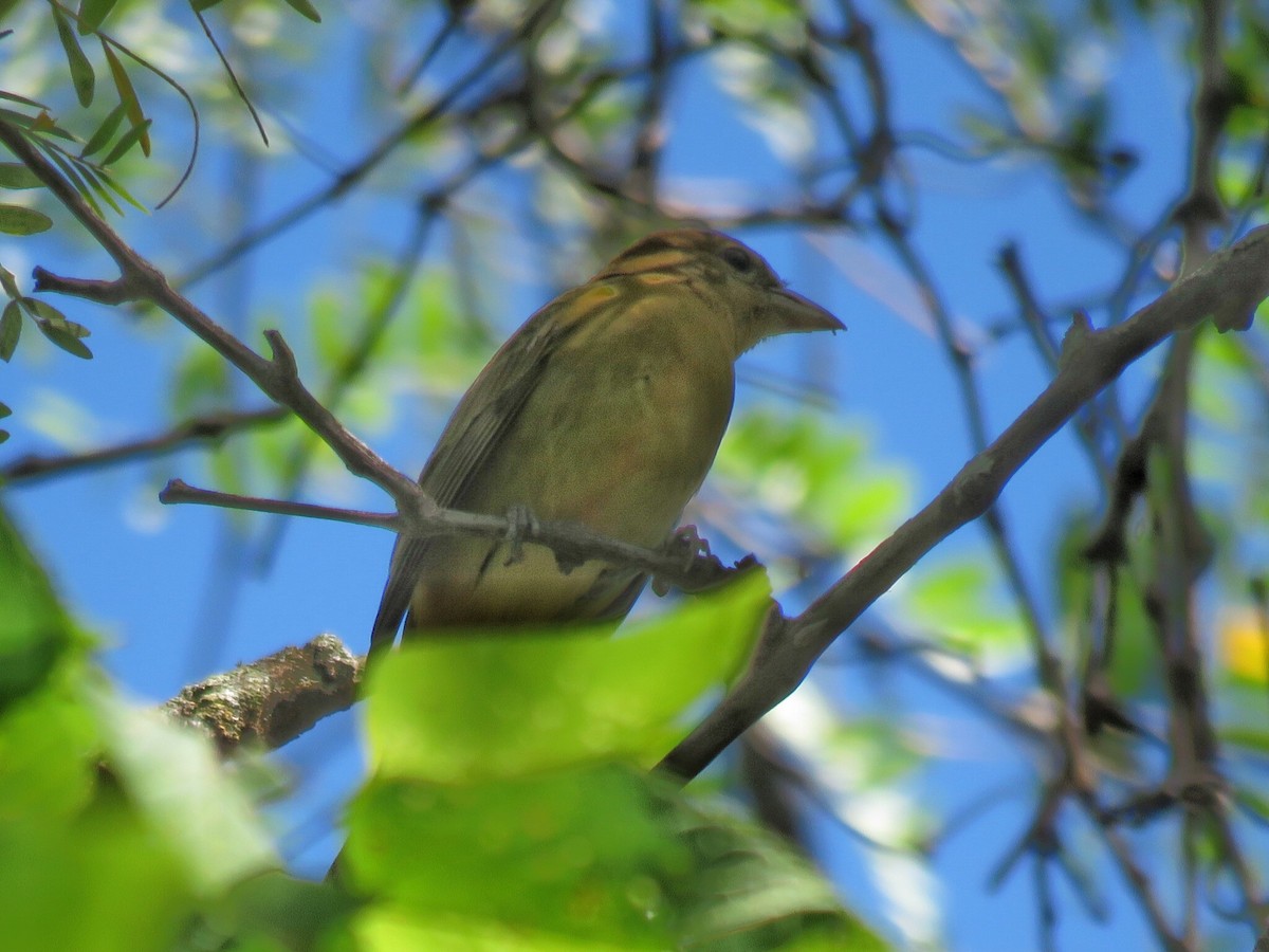 Summer Tanager - ML116159401