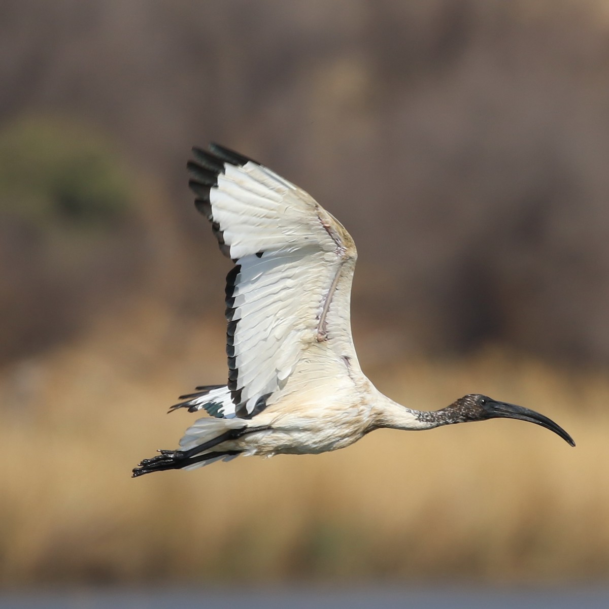 African Sacred Ibis - Hendrik Swanepoel