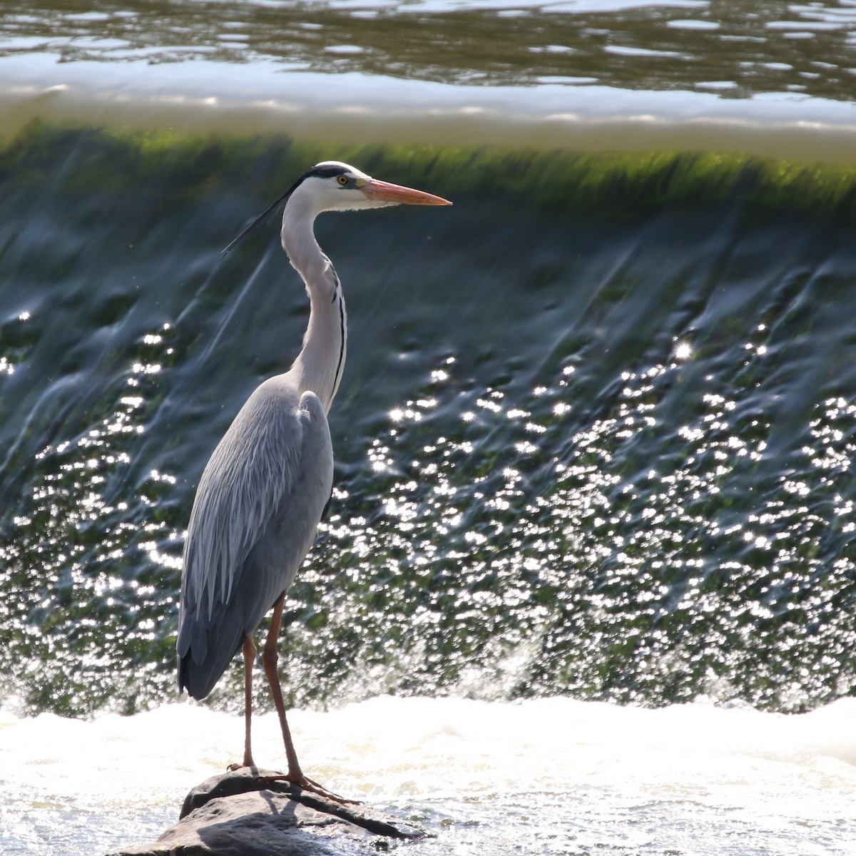 Gray Heron - Hendrik Swanepoel