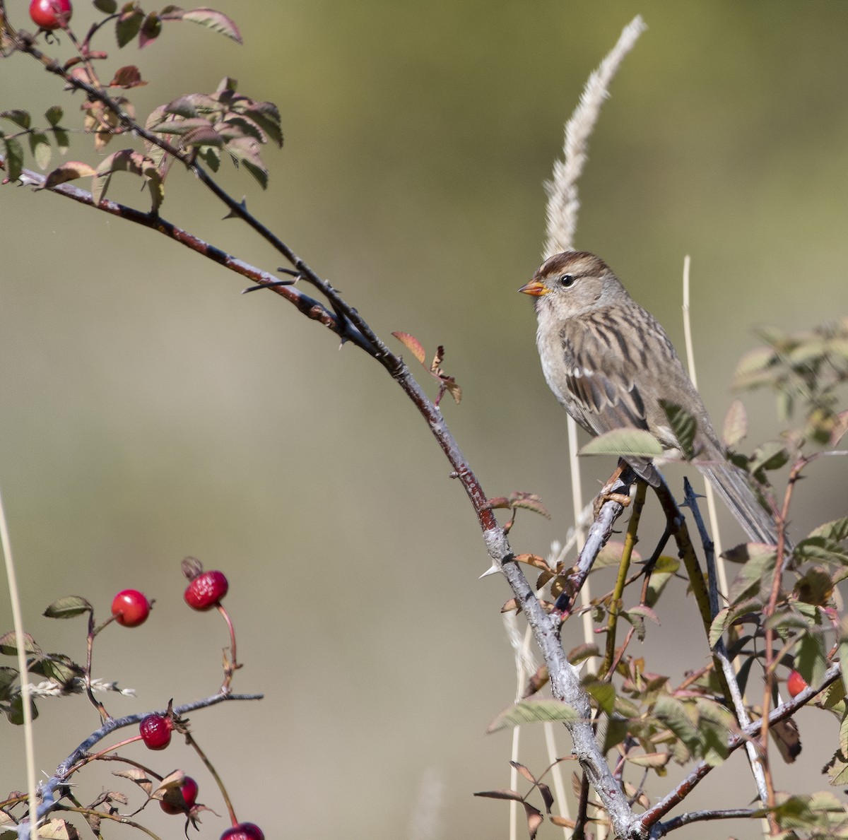 White-crowned Sparrow - Ken Pitts