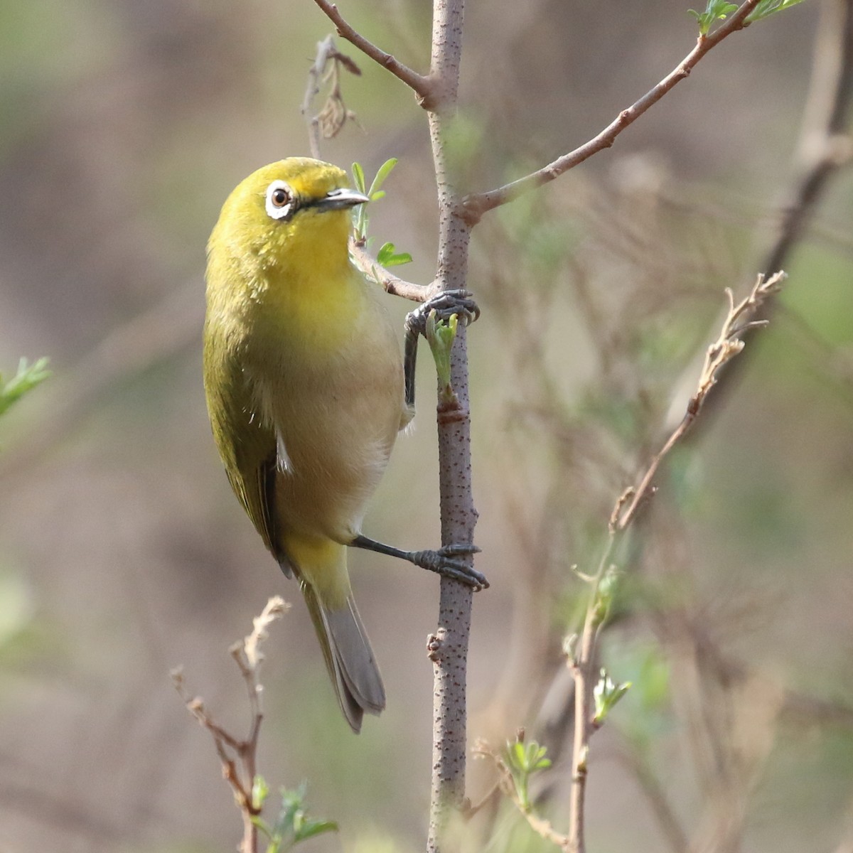 Cape White-eye - ML116159891