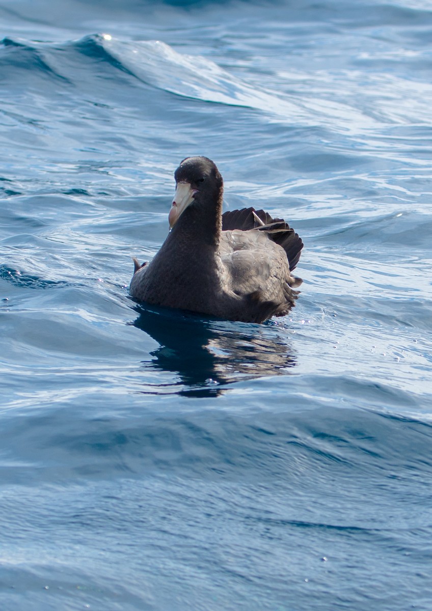 Northern Giant-Petrel - Leslie Feasey